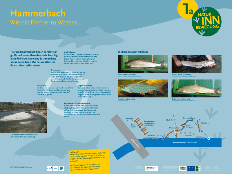 1a Hammerbach - Wie die Fische im Wasser…